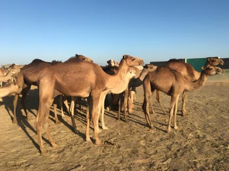 Рынок верблюдов в Шалатине